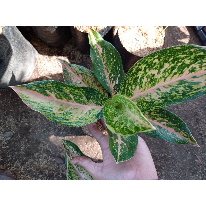 aglonema silver bell