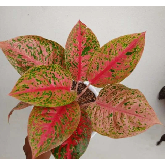 Aglonema striptis size remaja menor