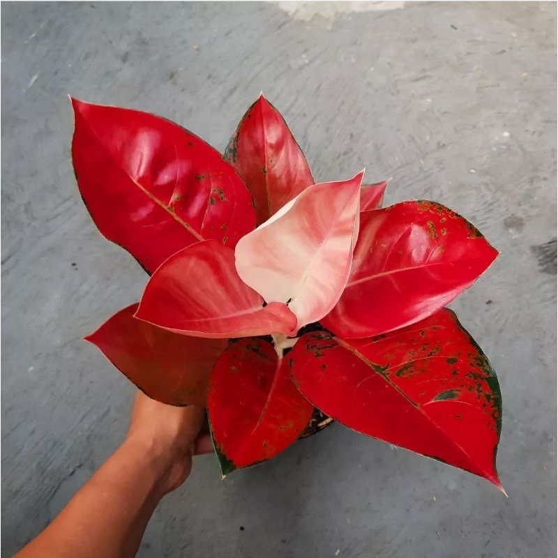 Aglonema Red Diamond Mutasi Tanaman Hias Aglonema Aglaonema Res Diamond Mutasi Merah Murah BUKAN BON