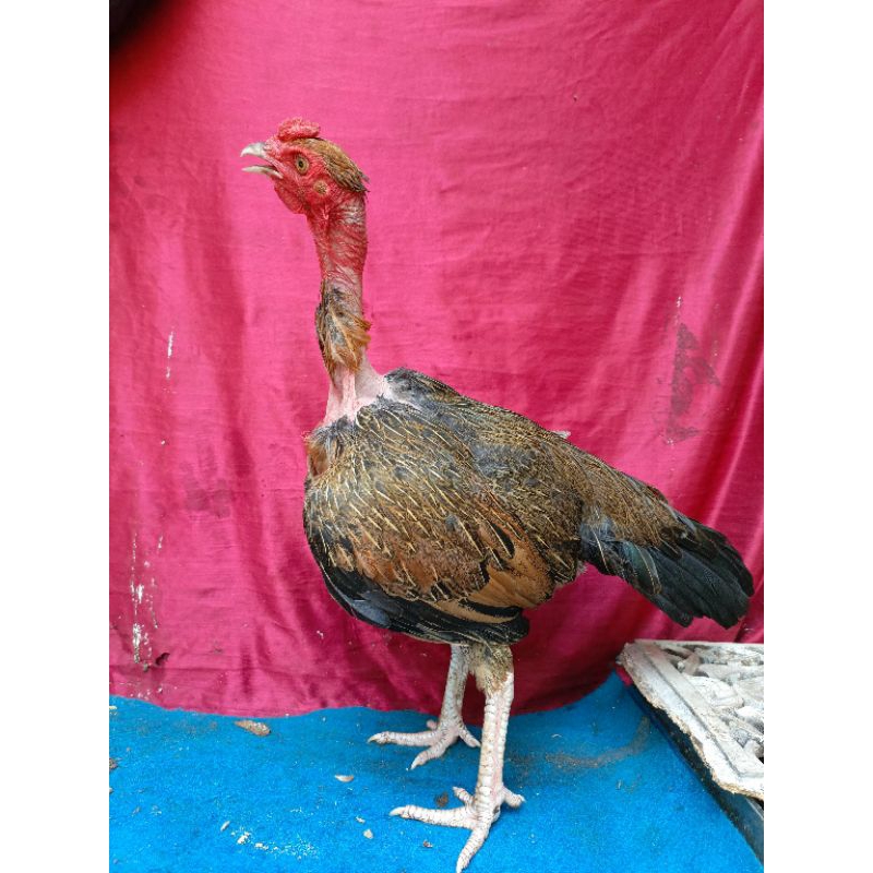 ayam betina saigon leher botak  jenis saigon x pama