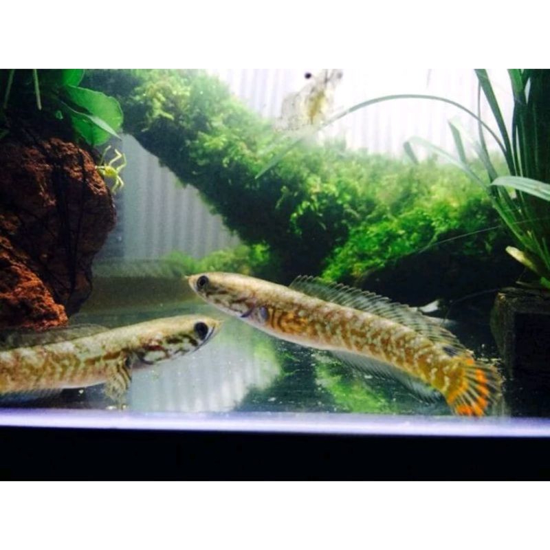 Channa bleheri 1 pair full dot sz 1-5 cm isi 2 beli 5 gratis 10