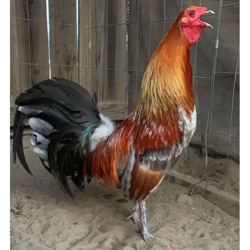 

jual telur ayam bron red perbutir 4 butir