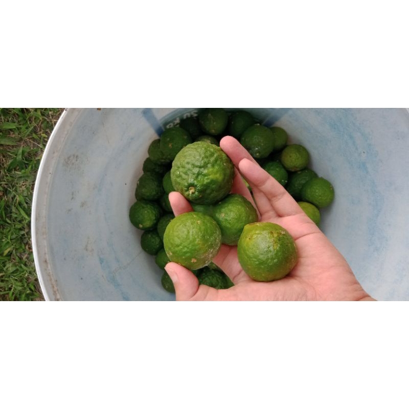 

COD jeruk purut/jeruk masakan/jeruk wangi 500gr