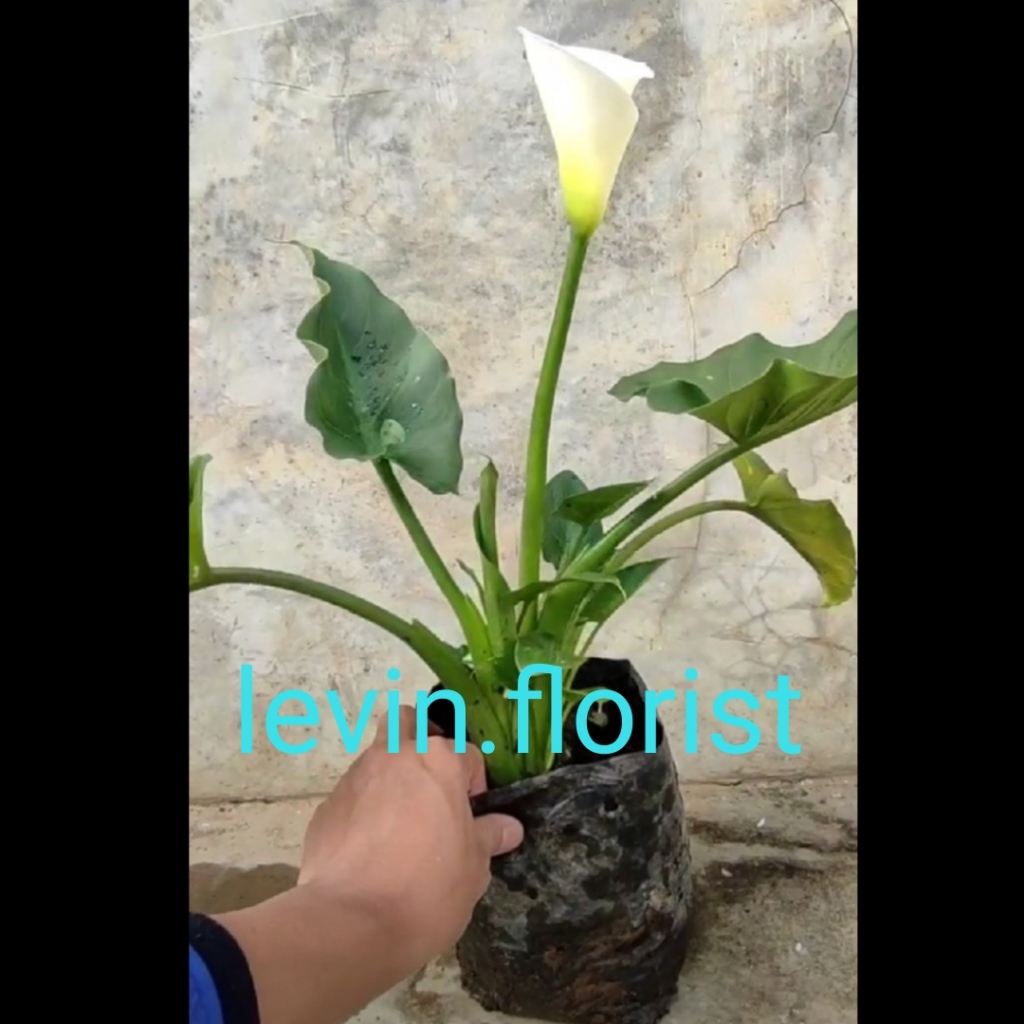 Calla lily / bibit tanaman hias bunga