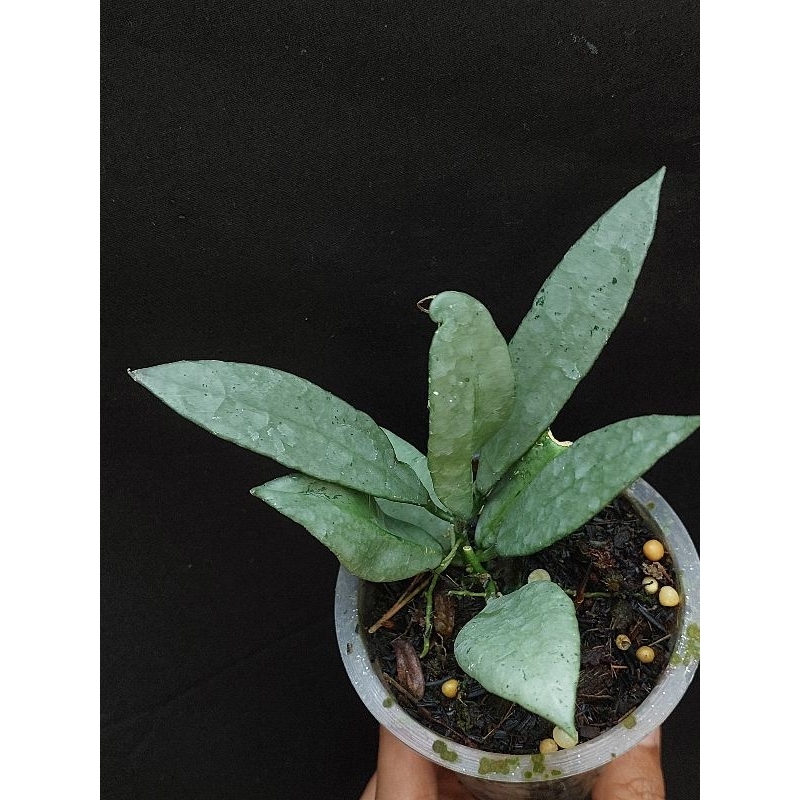 Hoya lacunosa silver