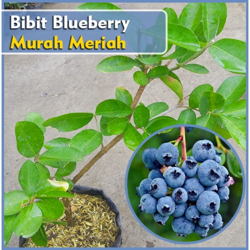 Tanaman Blueberry