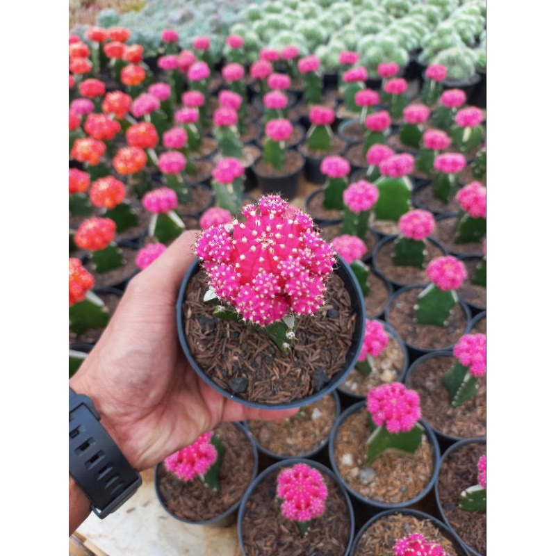 Kaktus Gymnocalycium Pink Import