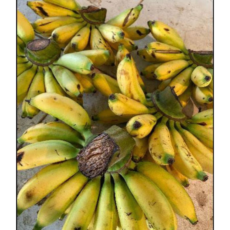 

Pisang Banten 1 Sisir