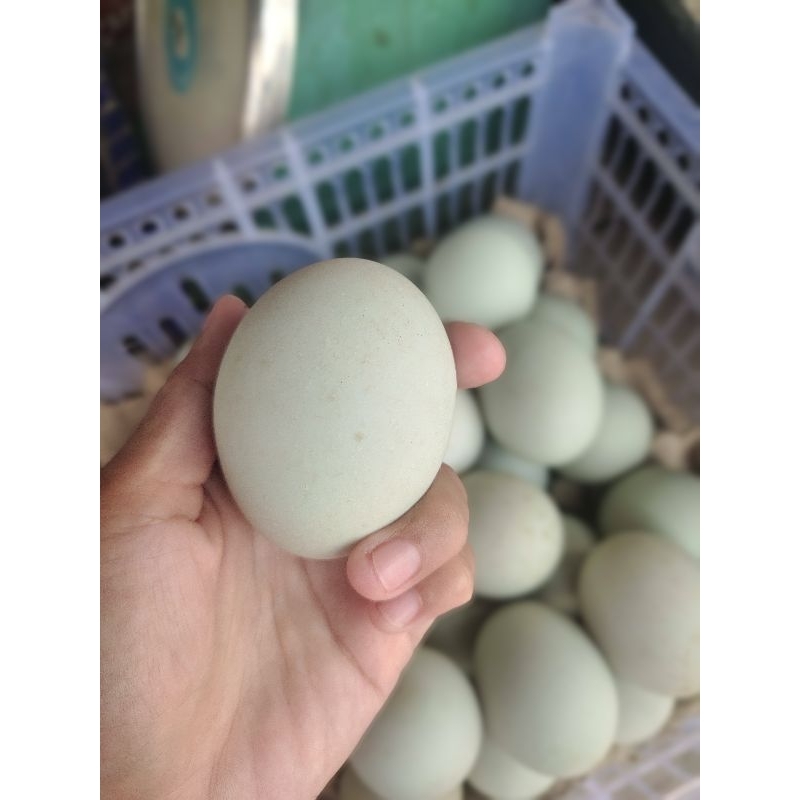 

Telor bebek