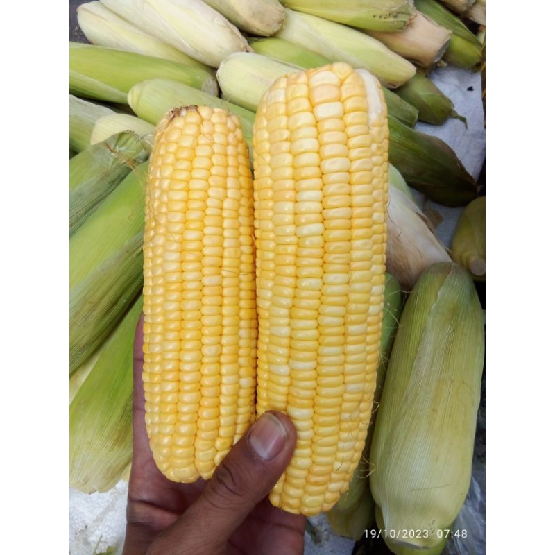 

jagung manis presh 500/1000gram