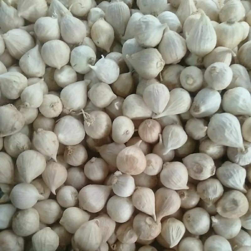 

Bawang Lanang / Tunggal