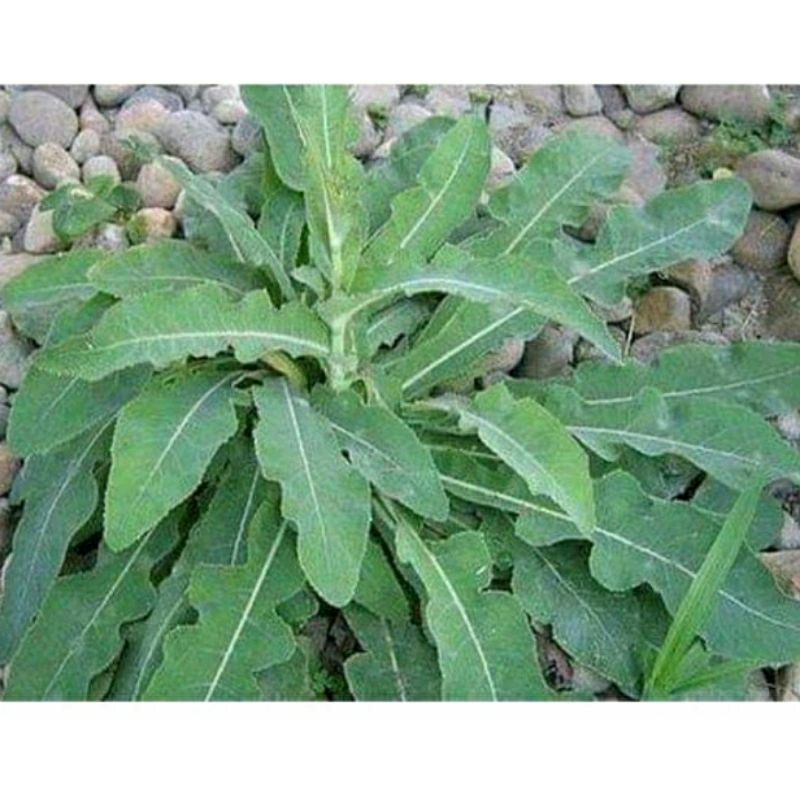 

DAUN TEMPUYUNG SEGAR/DAUN SUYUNG SEGAR MELURUHKAN BATU GINJAL