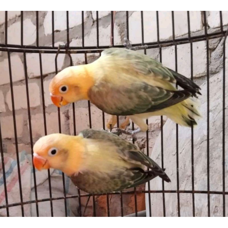 Sepasang Lovebird Biola PB Ewing