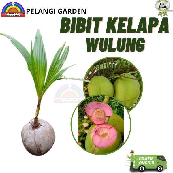 Pohon Kelapa Wulung, Pohon Kelapa Berkualitas,  Pohon Kelapa Termurah