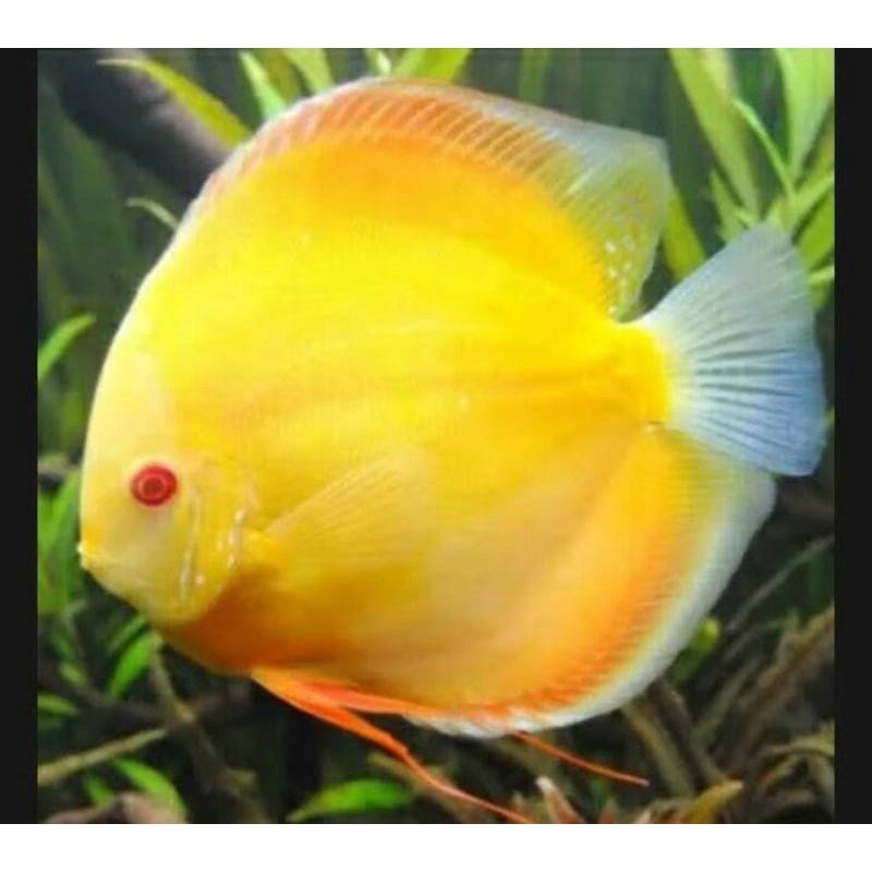 Ikan discus yellow