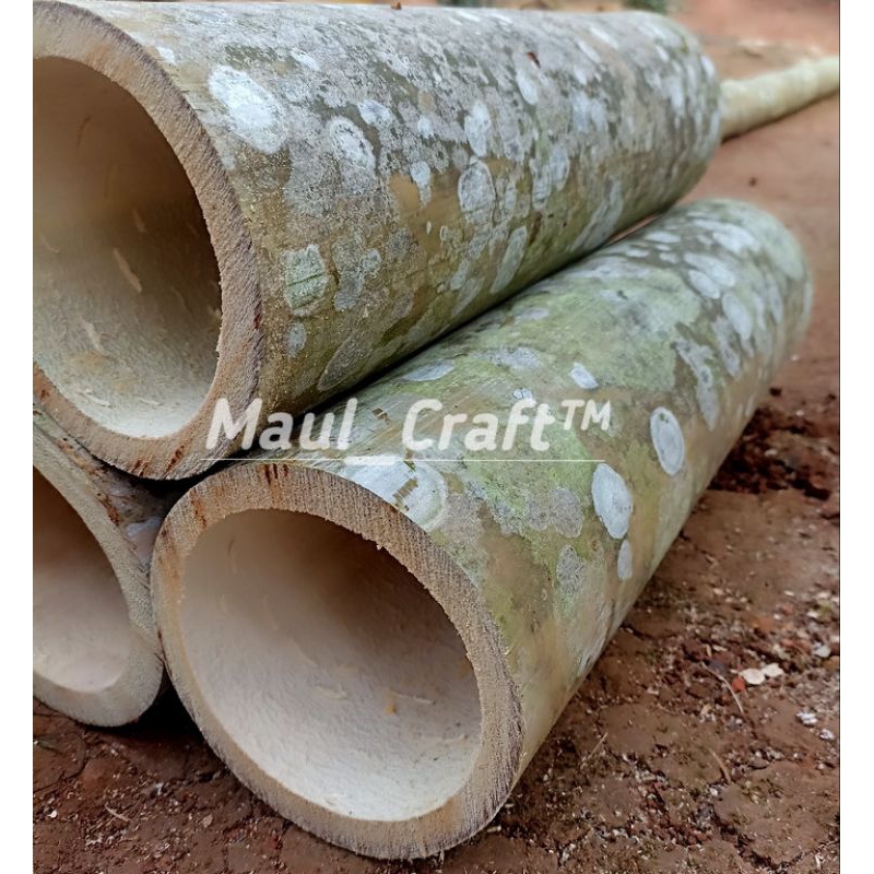 Bambu Petung Utuh Tanpa Ruas 40-50cm / Bambu Petung Arku Layangan