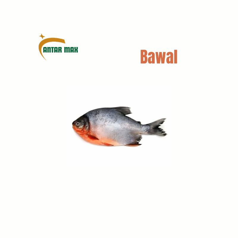 

Ikan bawal Tawar