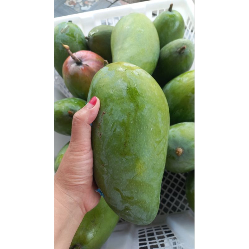 

Mangga kiojay