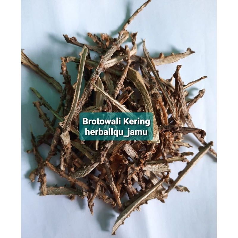 

Brotowali Kering 1 kg