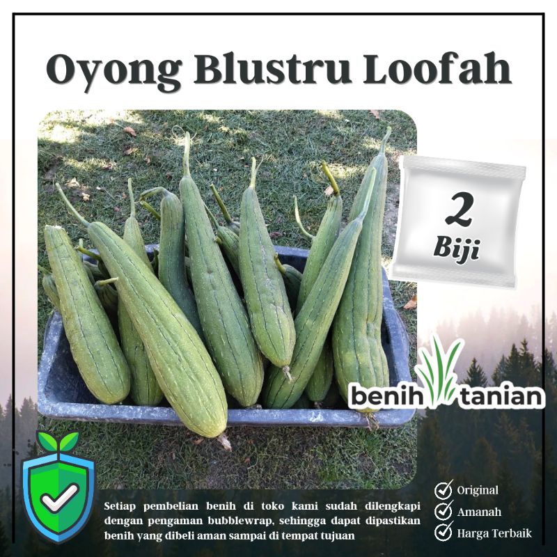 2 Biji Benih Oyong Blustru Loofah Bibit Sayuran Oyong