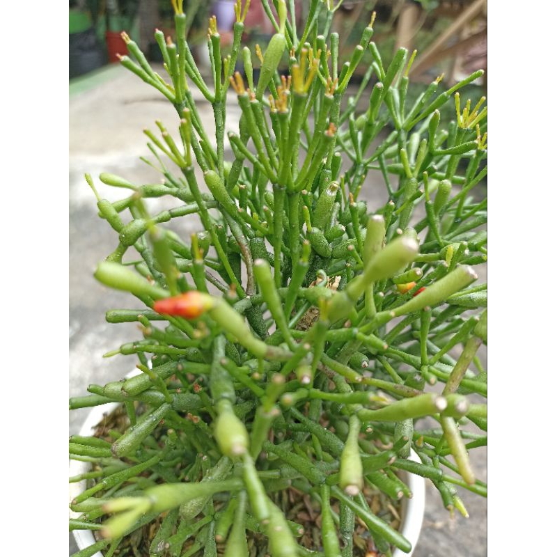 Tanaman hias patah tulang, kaktus patah tulang, (rhipsalis salicornioides)