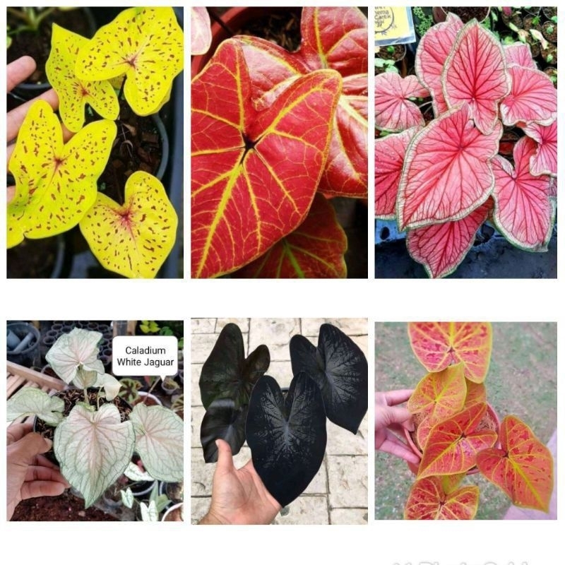 Tanaman hias caladium keladi Hybrid