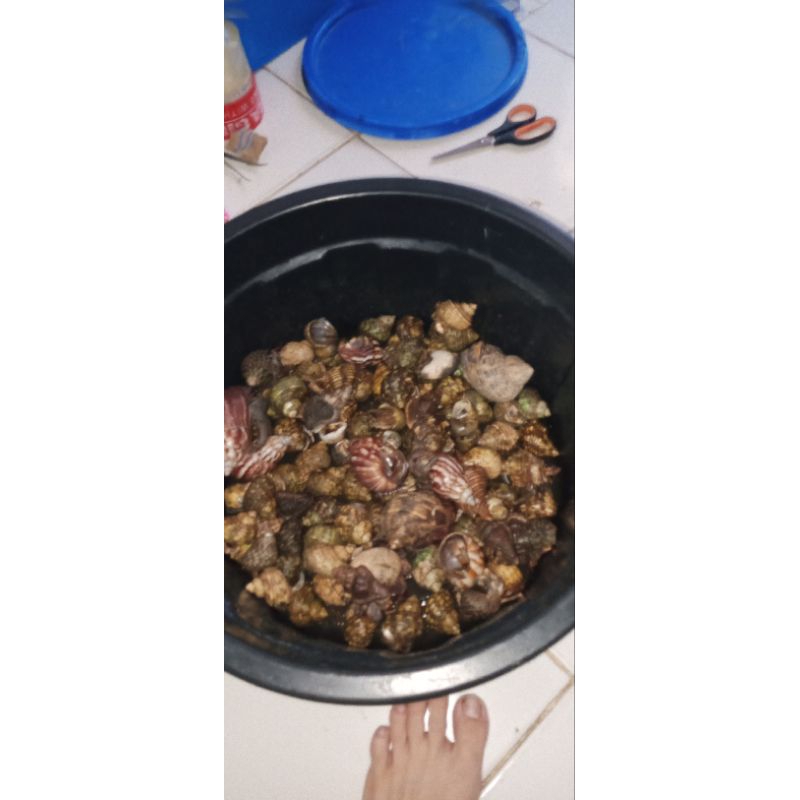 kelomang 1 kg ukuran M dan L murah