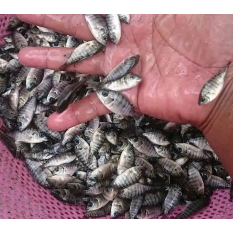 BIBIT NILA KEKAR HITAM 100 EKOR UKURAN JEMPOL