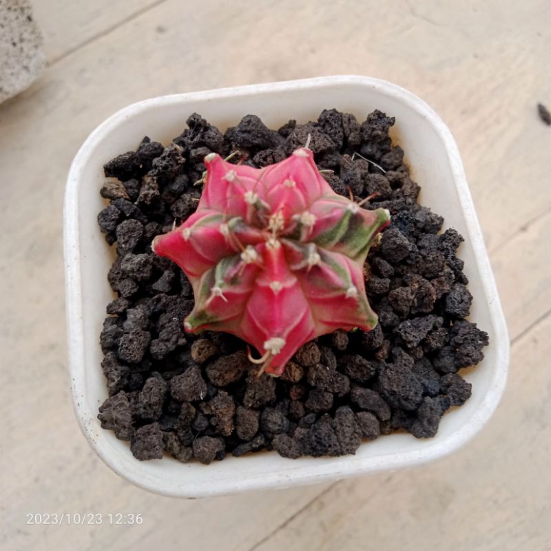 kaktus mihanovichii starfire varigata/kaktus ownroot