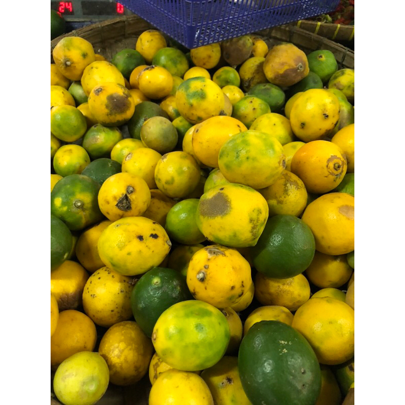 

LEMON LOKAL BESAR FRESH 1kg