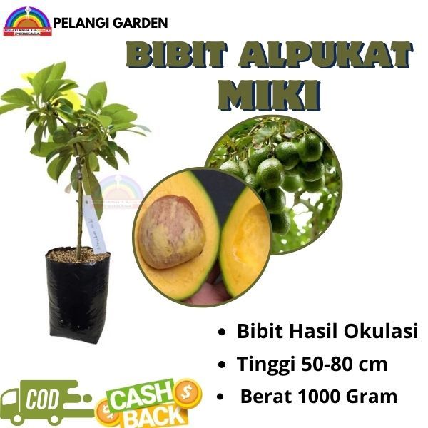 Bibit Alpukat Miki, Pohon Alpukat Miki,Bibit Alpukat Miki Berbunga, Bibit Alpukat Miki Bersertifikat
