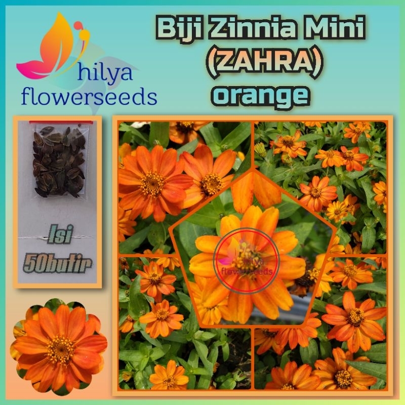 Biji Zinnia mini (ZAHRA) orange