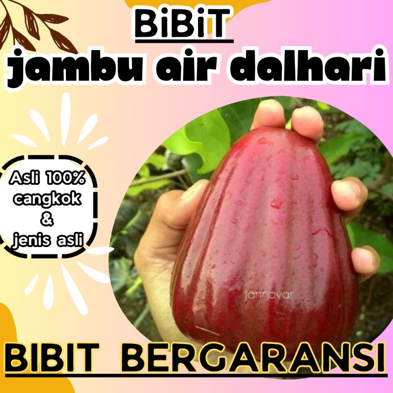 bibit jambu air dalhari super asli cangkokan