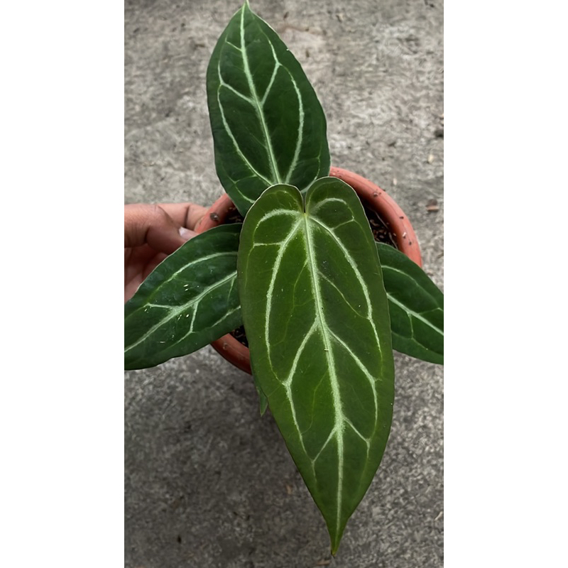 anthurium darkmama x silver blush