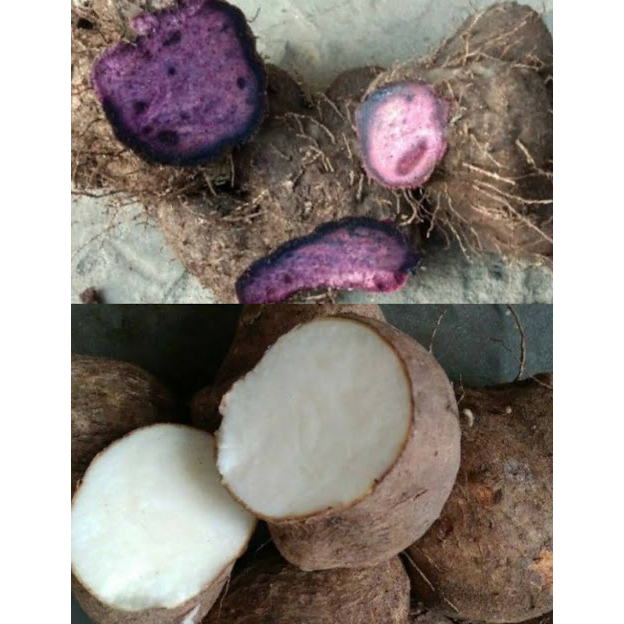 

Ubi uwi ungu / umbi uwi putih / ubi hui legi mempur