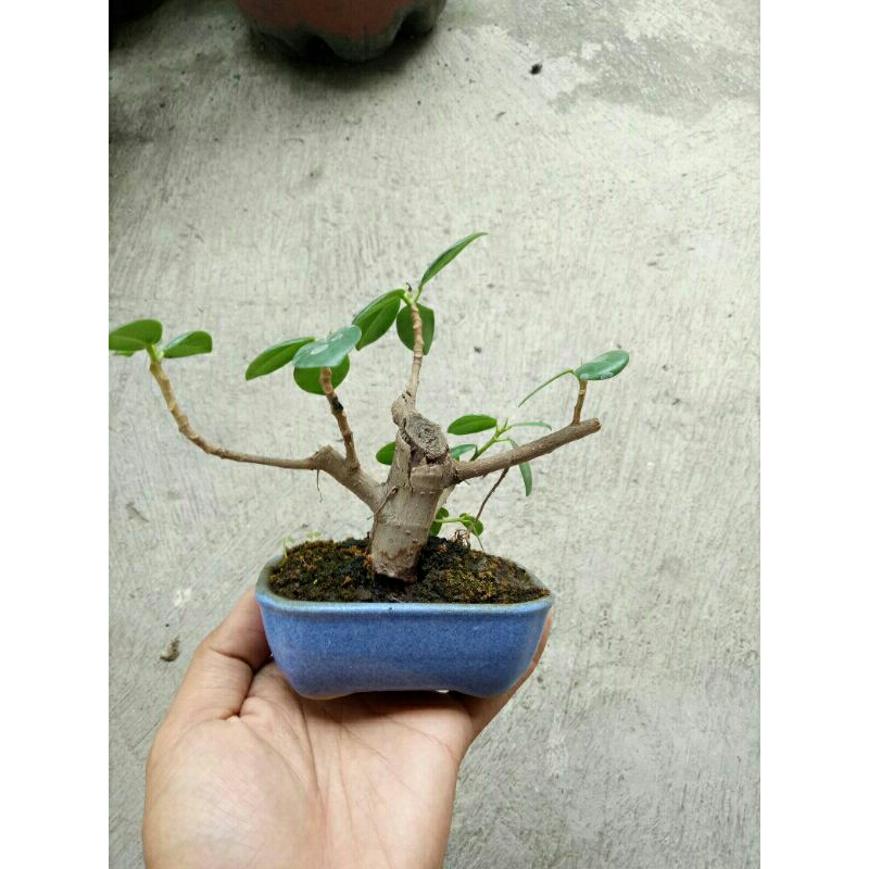 bahan bonsai dolar mame