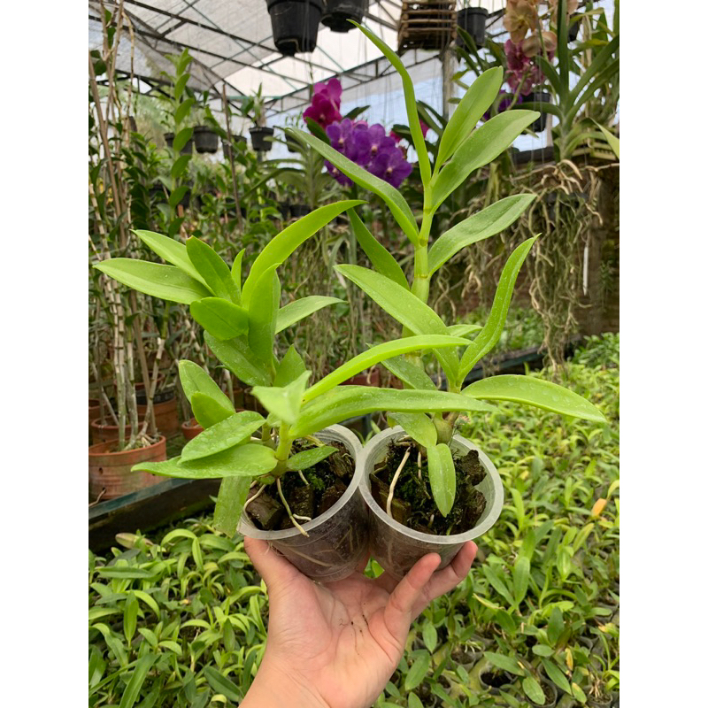 Dendrobium antennatum species (anggrek kelinci species)