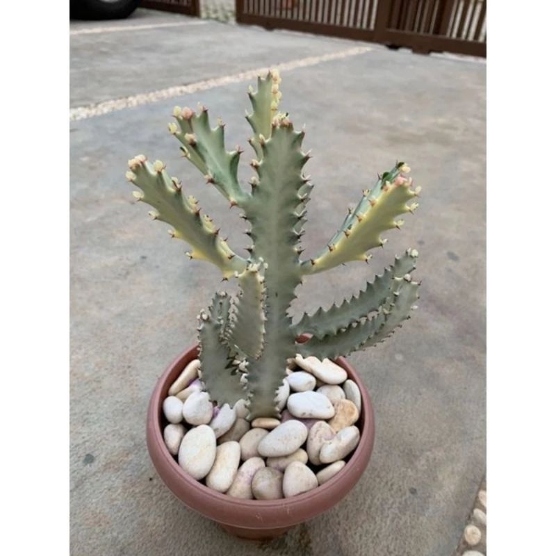 kaktus euphorbia lactae white ghost