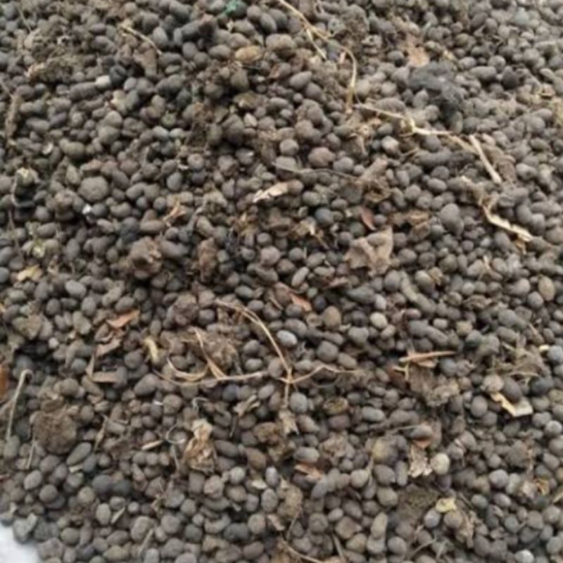 kohe kambing 1 kg kering