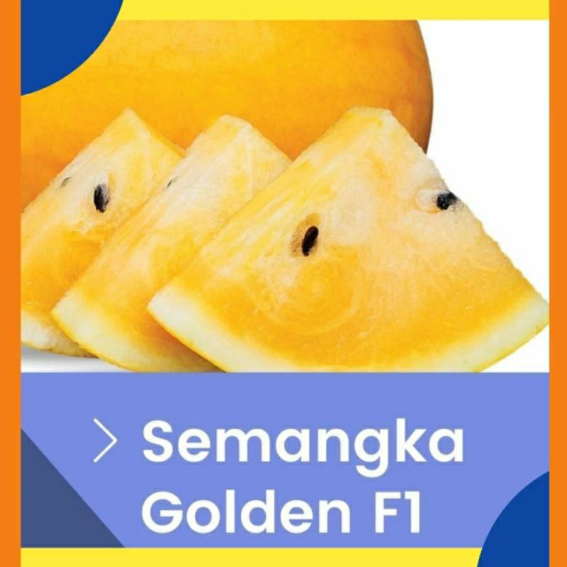 bibit benih semangka kuning