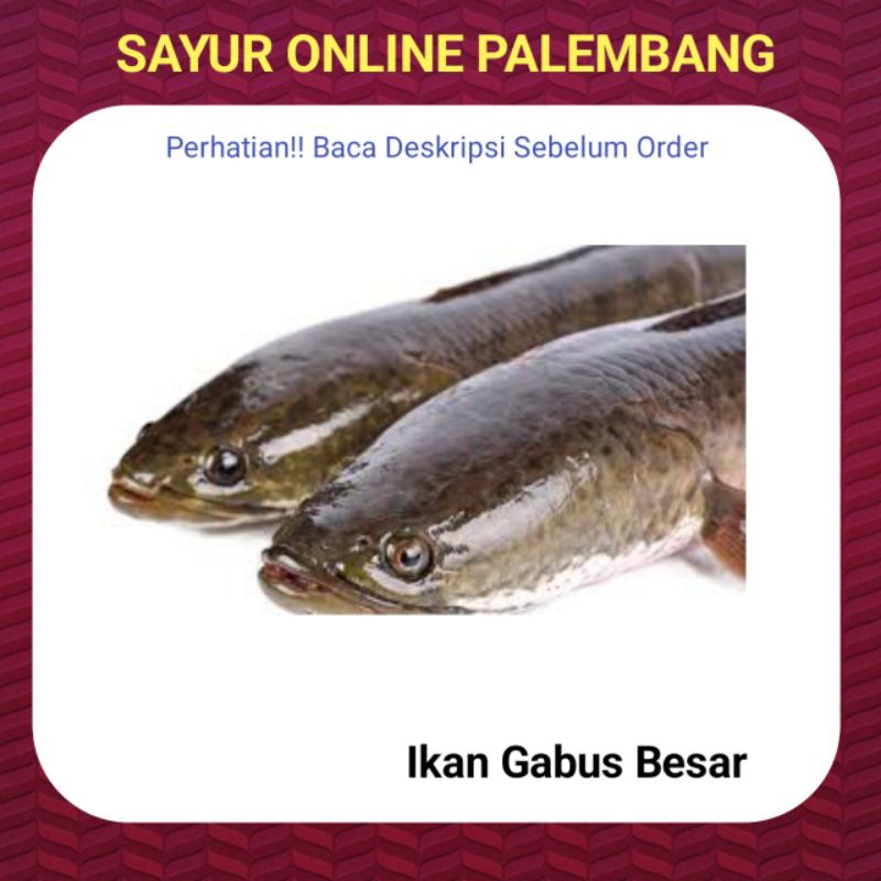 

Ikan Gabus Besar - Sayur Ikan Online Palembang