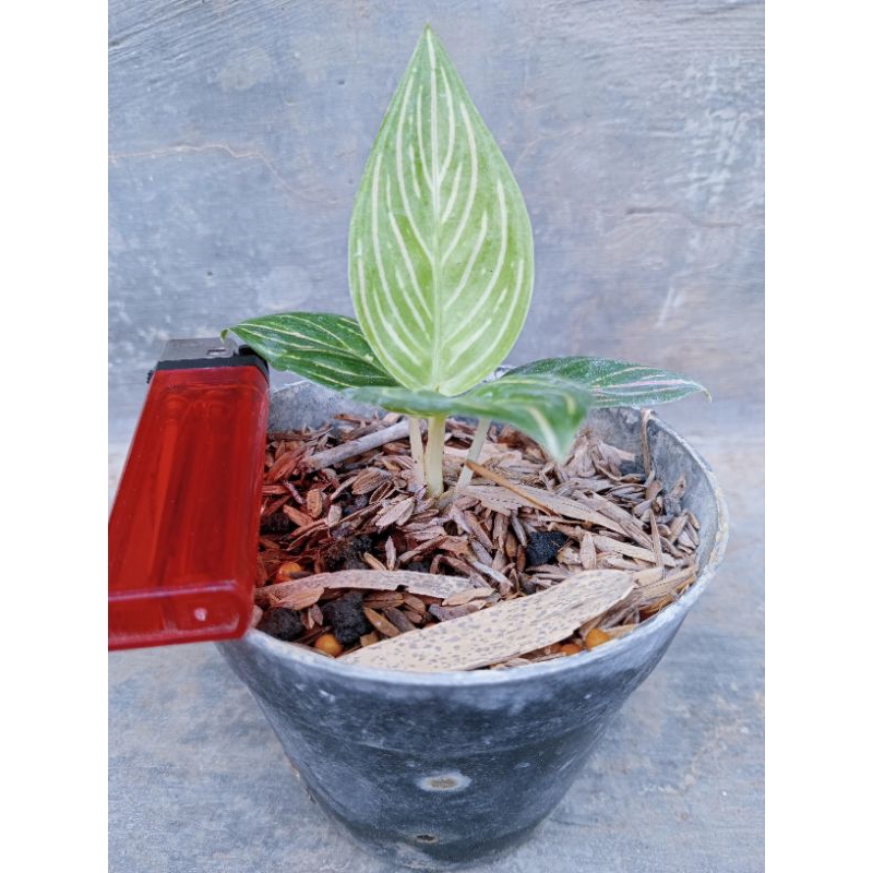 Aglaonema Golden Hope Ekonomis