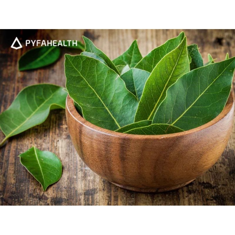 

daun salam segar baru petik dari pohon 25 lembar ukuran kecil