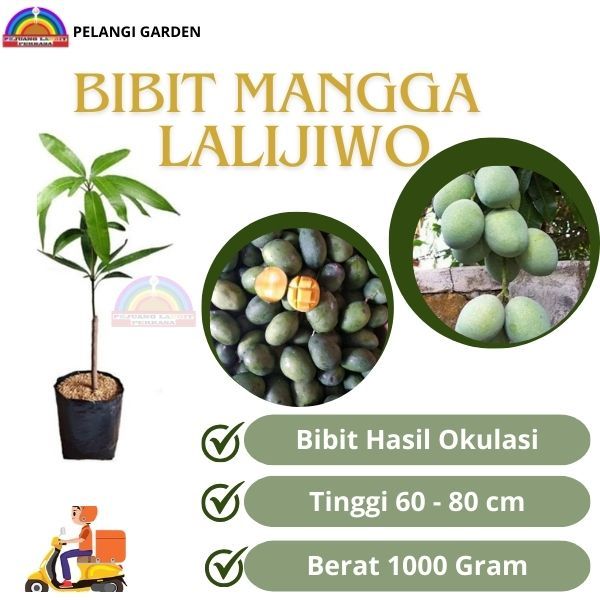 Bibit Mangga Lalijiwo, Bibit Mangga Lalijiwo Super Manis, Bibit Mangga Berbuah, Bibit Mangga Unggul