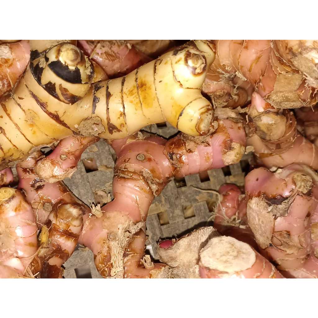 

RB LENGKOAS/LAOS BERSIH 1KG