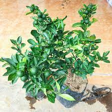 Bibit Santang Madu 1meter  Berbuah Berbunga LIVE