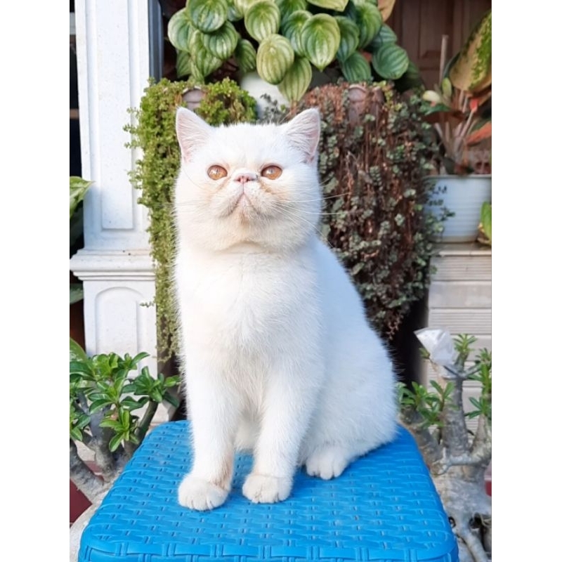 Kucing Exo Exotic shorthair betina