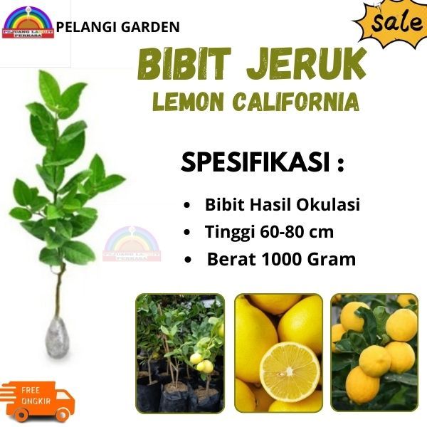 Bibit Jeruk  Lemon California, Pohon Jeruk Lemon California Cepat Berbuah