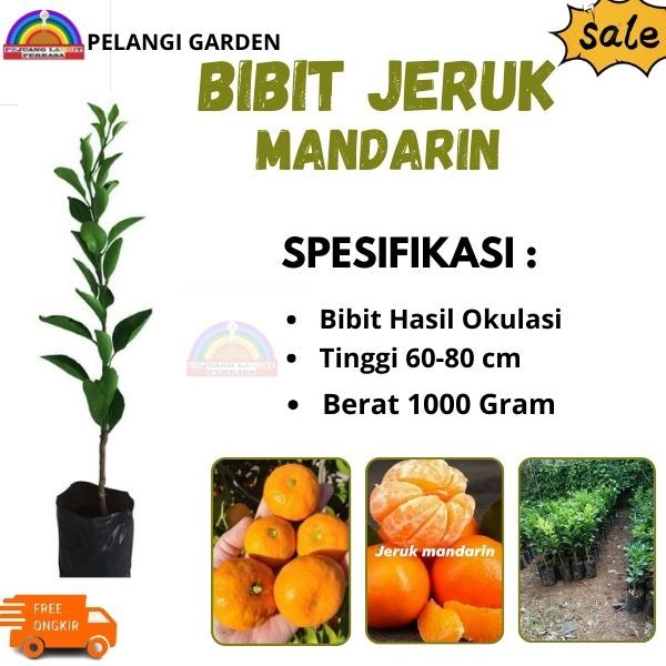 Bibit Jeruk Mandarin, Bibit Jeruk Unggul, Bibit Jeruk  Cepat Berbuah