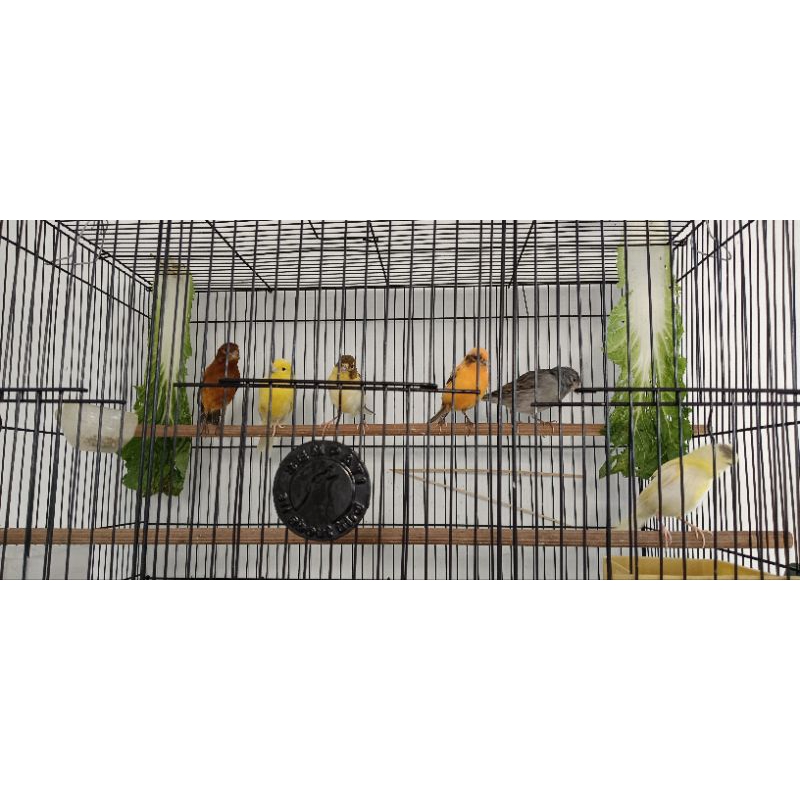 Burung Kenari Gacor Jantan